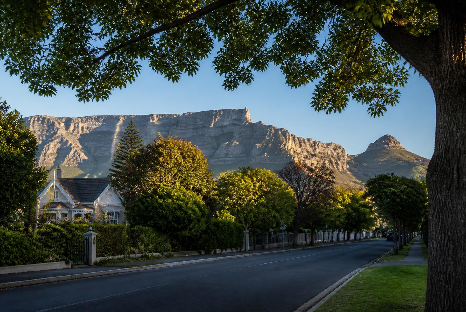 Table Mountain and Devil's Peak seen from a leafy Claremont street lined with oak trees